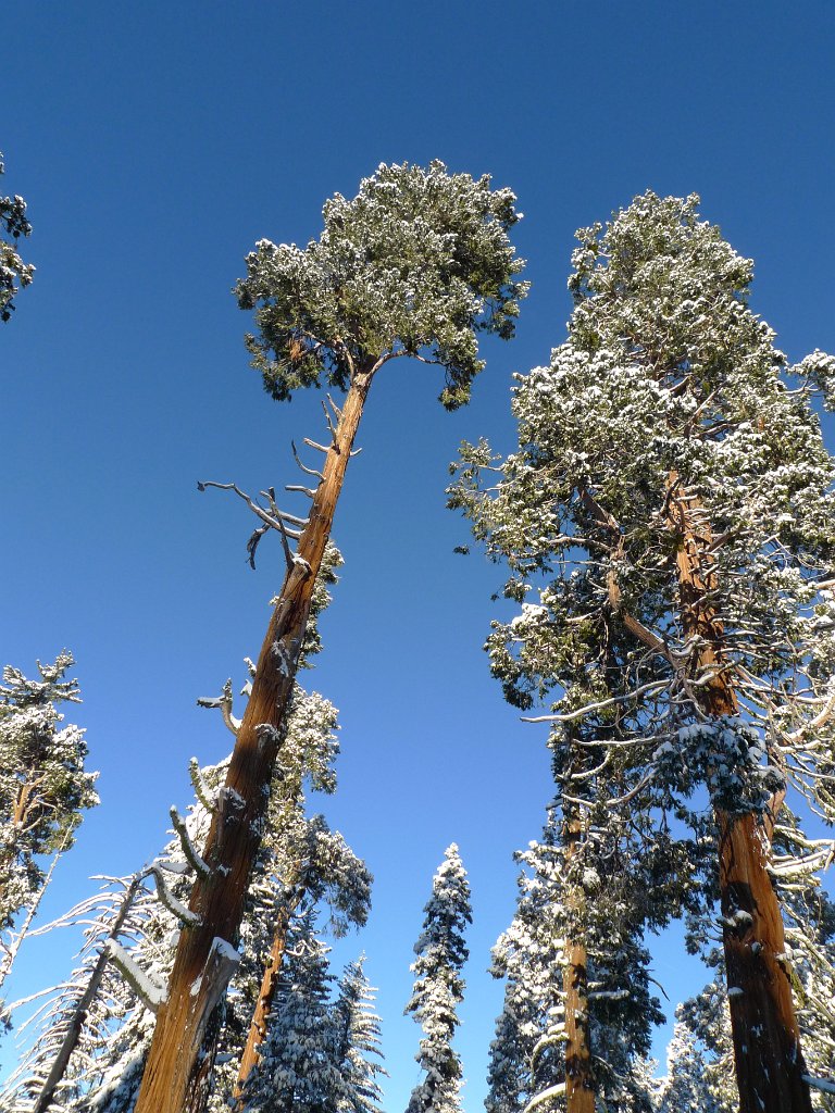 Christmas2010 167.JPG